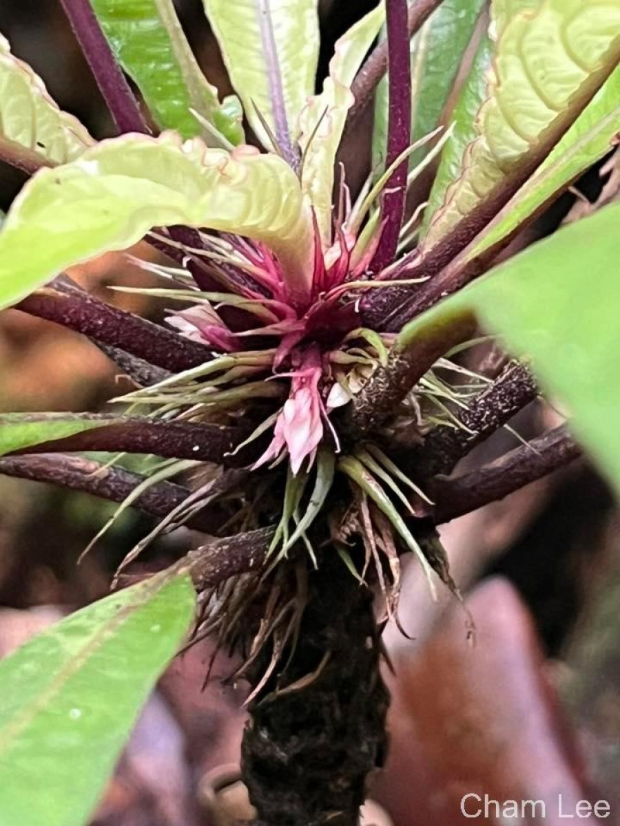 Neurocalyx gardneri Thwaites